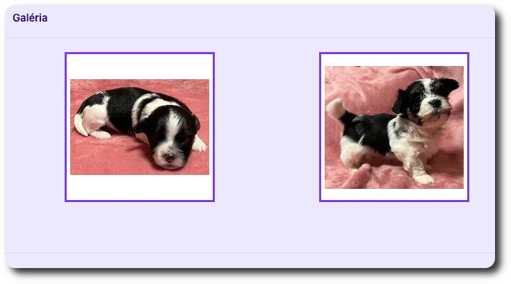 A gallery for every dog